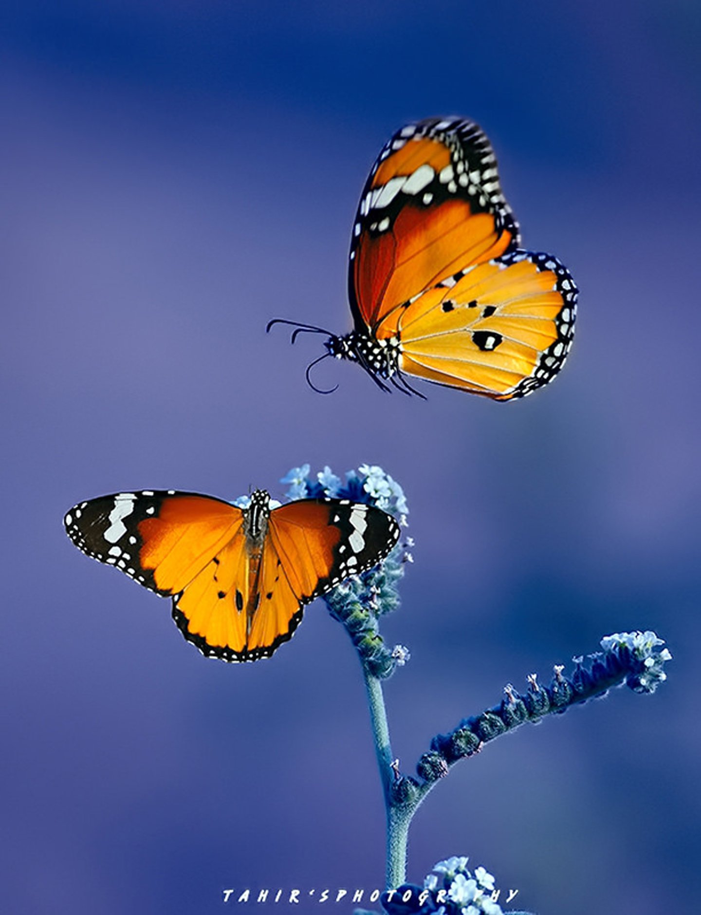 , Original, Photo, Animal, Beauty, Beautiful, Butterfly Wallpaper
