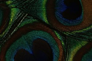 textures, Peacock, Feathers