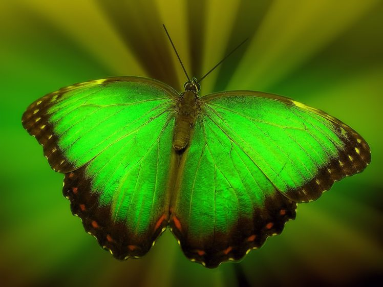 textures, Green, Butterfly HD Wallpaper Desktop Background