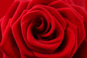 valentine, Rose, Red, Texture
