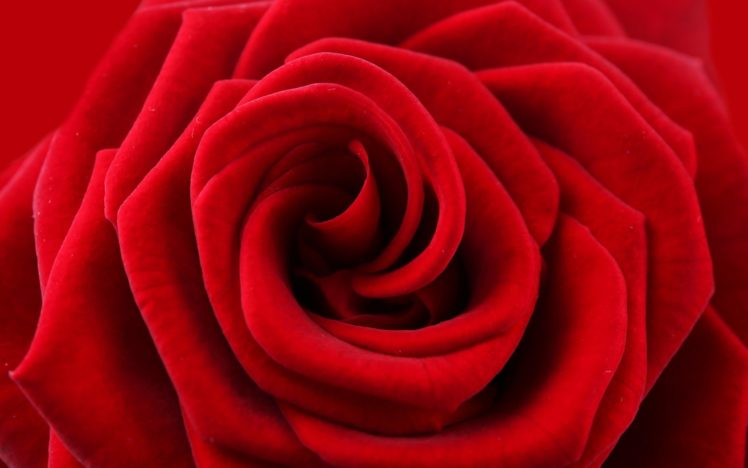 valentine, Rose, Red, Texture HD Wallpaper Desktop Background