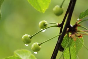 cherry, Green, Rain, Water, Drops, Unripe