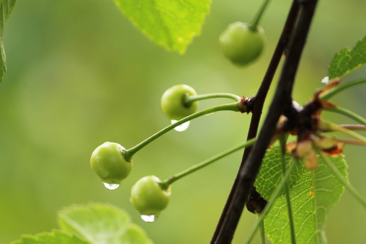 cherry, Green, Rain, Water, Drops, Unripe HD Wallpaper Desktop Background