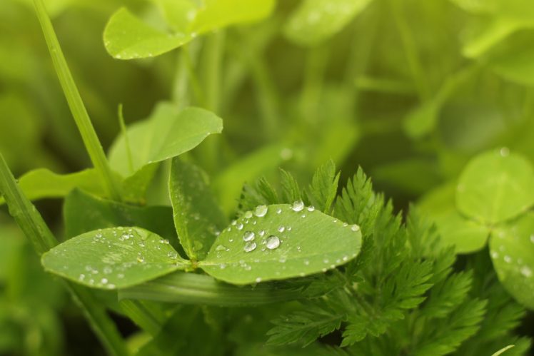 water, Drops, Green, Grass, Clover, Summer, Leaves HD Wallpaper Desktop Background