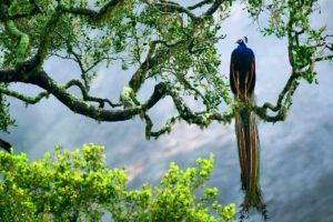 peacock, Trees, Animals, Birds