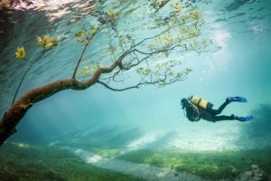underwater, Branch, Sea, Divers, Gry