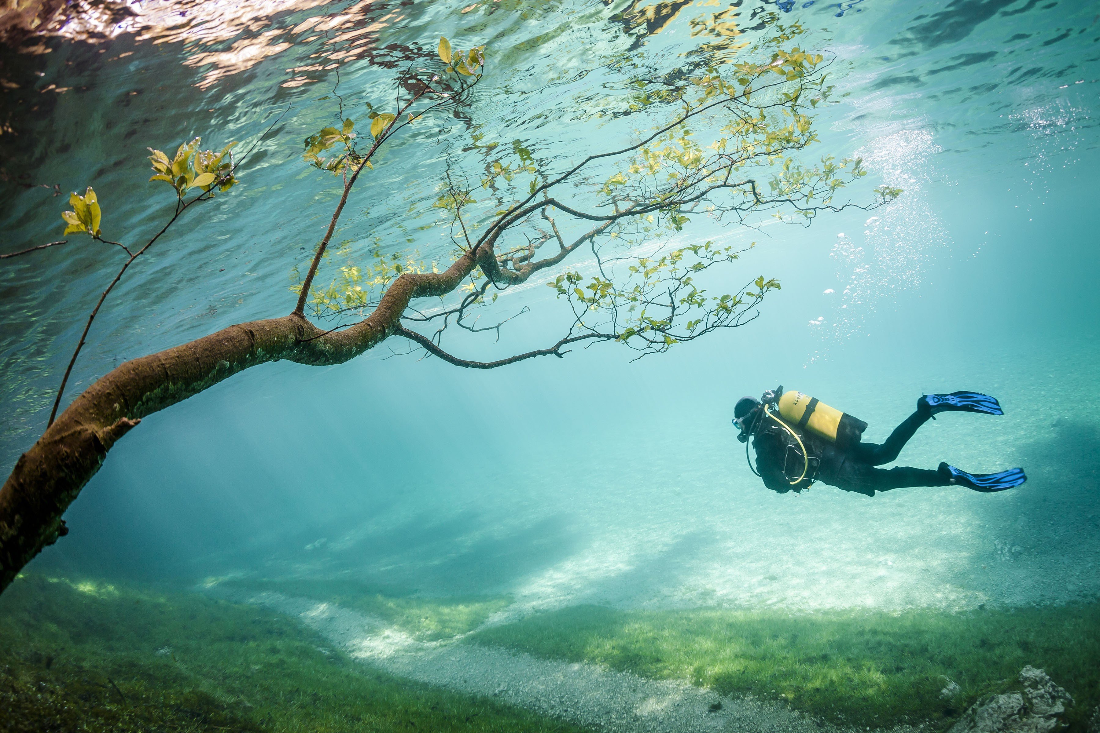 underwater, Branch, Sea, Divers, Gry Wallpaper