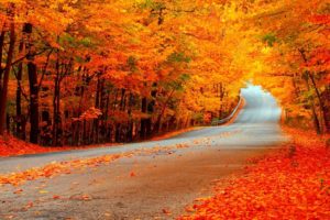 photography, Nature, Landscape, Road, Autumn, Trees