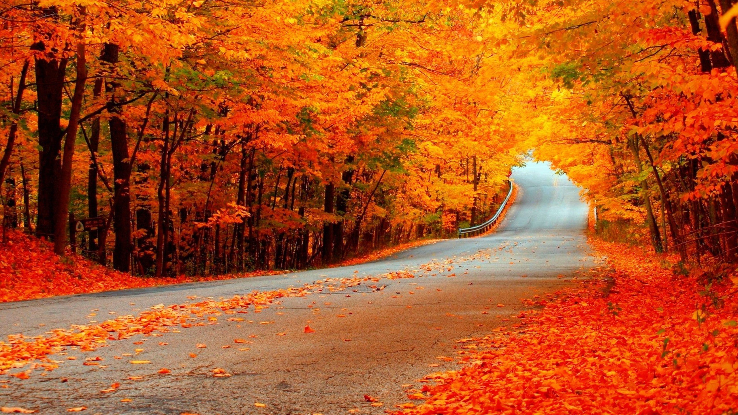 photography, Nature, Landscape, Road, Autumn, Trees Wallpaper