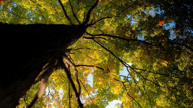 nature, Tree, Beauty, Summer, Landscape HD Wallpaper Desktop Background