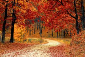 nature, Beauty, Landscape, Autumn, Tree, Road