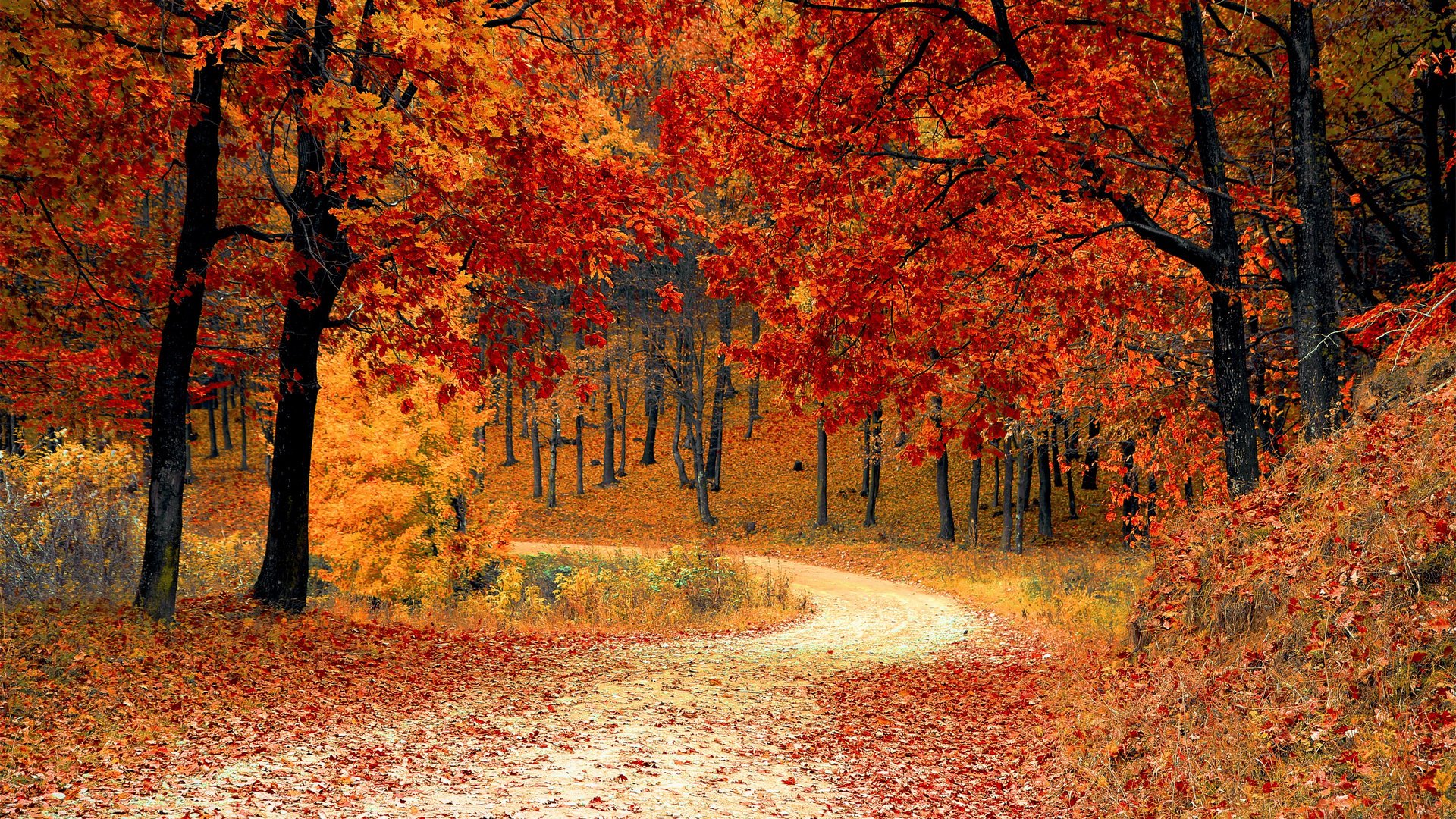 nature, Beauty, Landscape, Autumn, Tree, Road Wallpaper