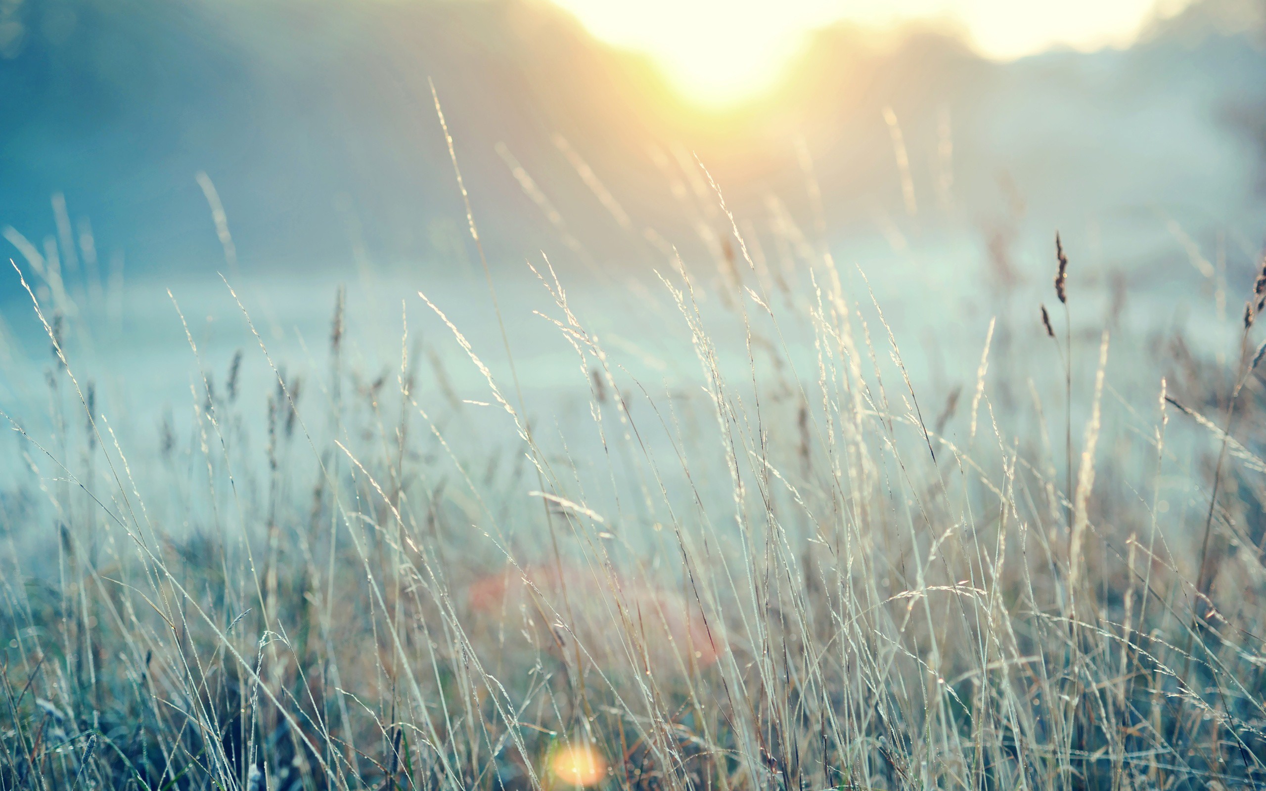 nature, Sunlight, Macro Wallpaper