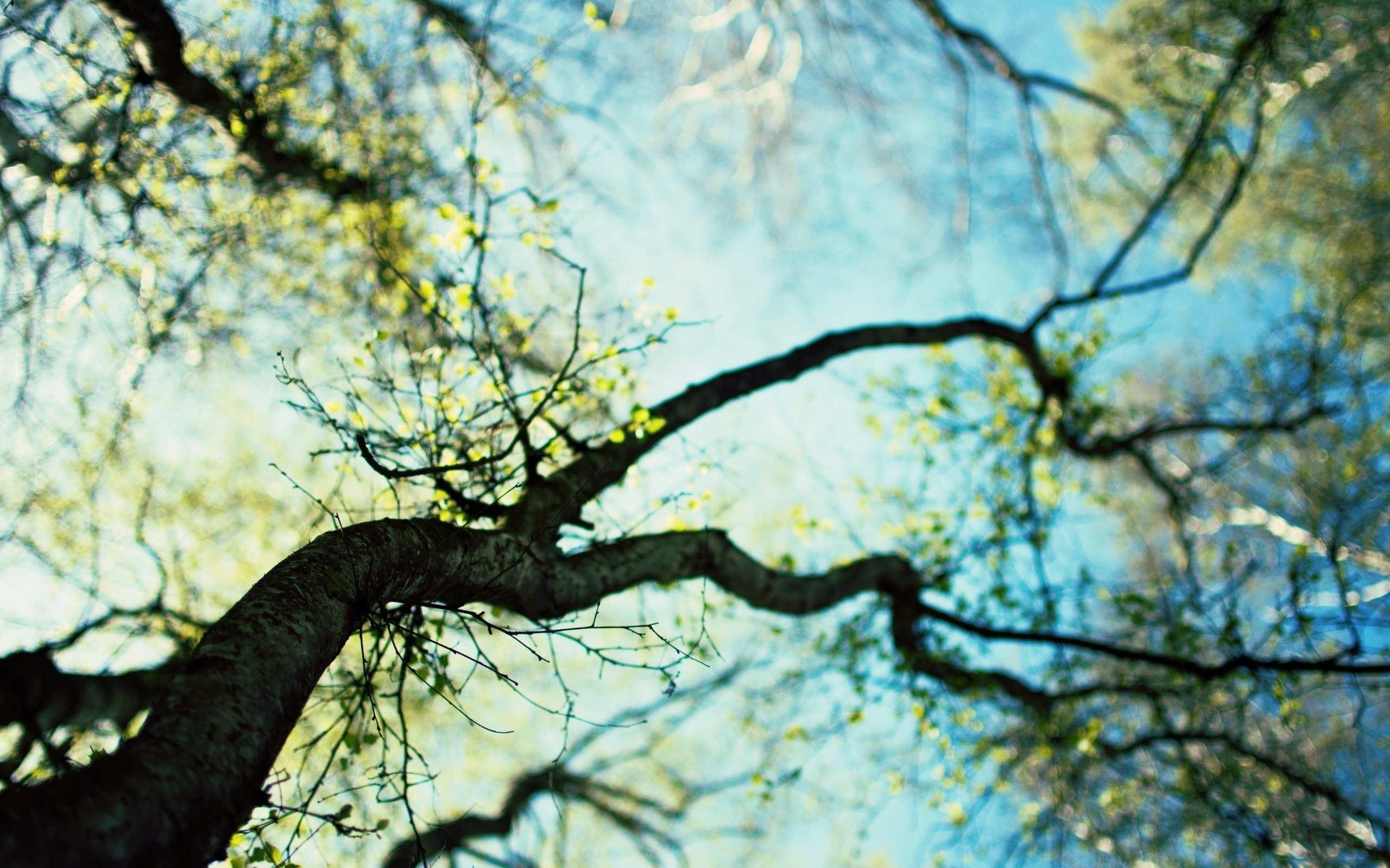 nature, Trees, Macro, Depth, Of, Field, Skyscapes, Blurred, Branches Wallpaper