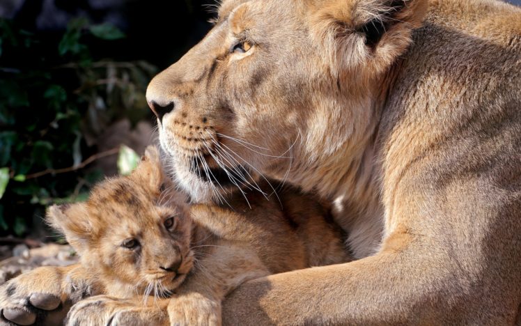 animals, Tigers, Lions HD Wallpaper Desktop Background