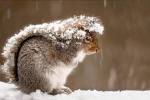snow, Squirrels