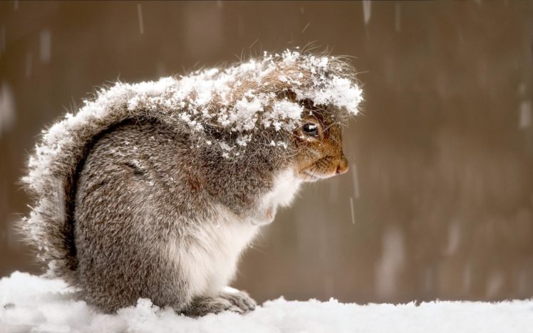snow, Squirrels HD Wallpaper Desktop Background