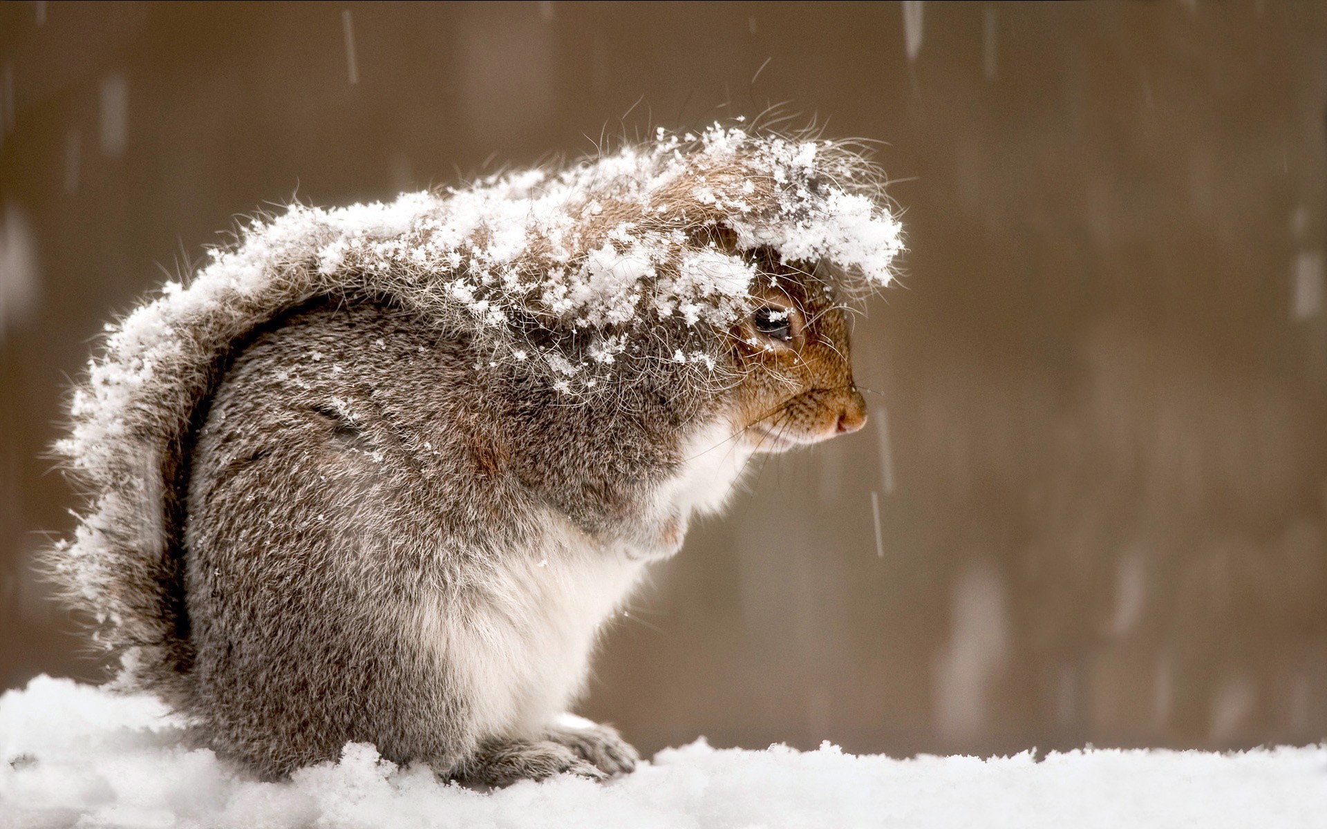 snow, Squirrels Wallpaper