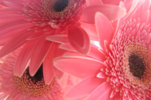 flowers, Pink, Gerbera, Flower, Gerber, Daisy