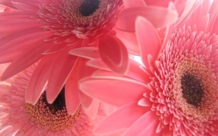 flowers, Pink, Gerbera, Flower, Gerber, Daisy HD Wallpaper Desktop Background