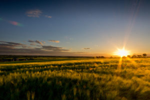 field, Sunlight, Landscape, Wheeat, Sunset, Sky