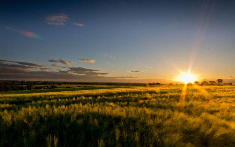 field, Sunlight, Landscape, Wheeat, Sunset, Sky HD Wallpaper Desktop Background