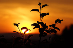plant, Silhouette, Sunset, Mood