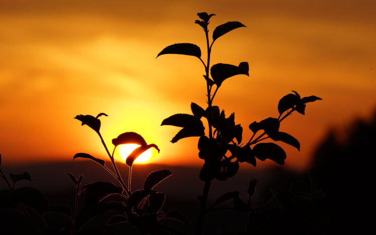 plant, Silhouette, Sunset, Mood HD Wallpaper Desktop Background