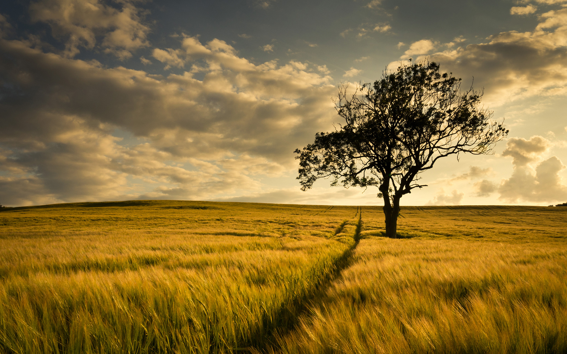 tree, Field Wallpapers HD / Desktop and Mobile Backgrounds