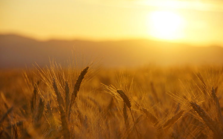 wheat, Macro, Grass, Field, Sunrise, Sunset, Warm HD Wallpaper Desktop Background