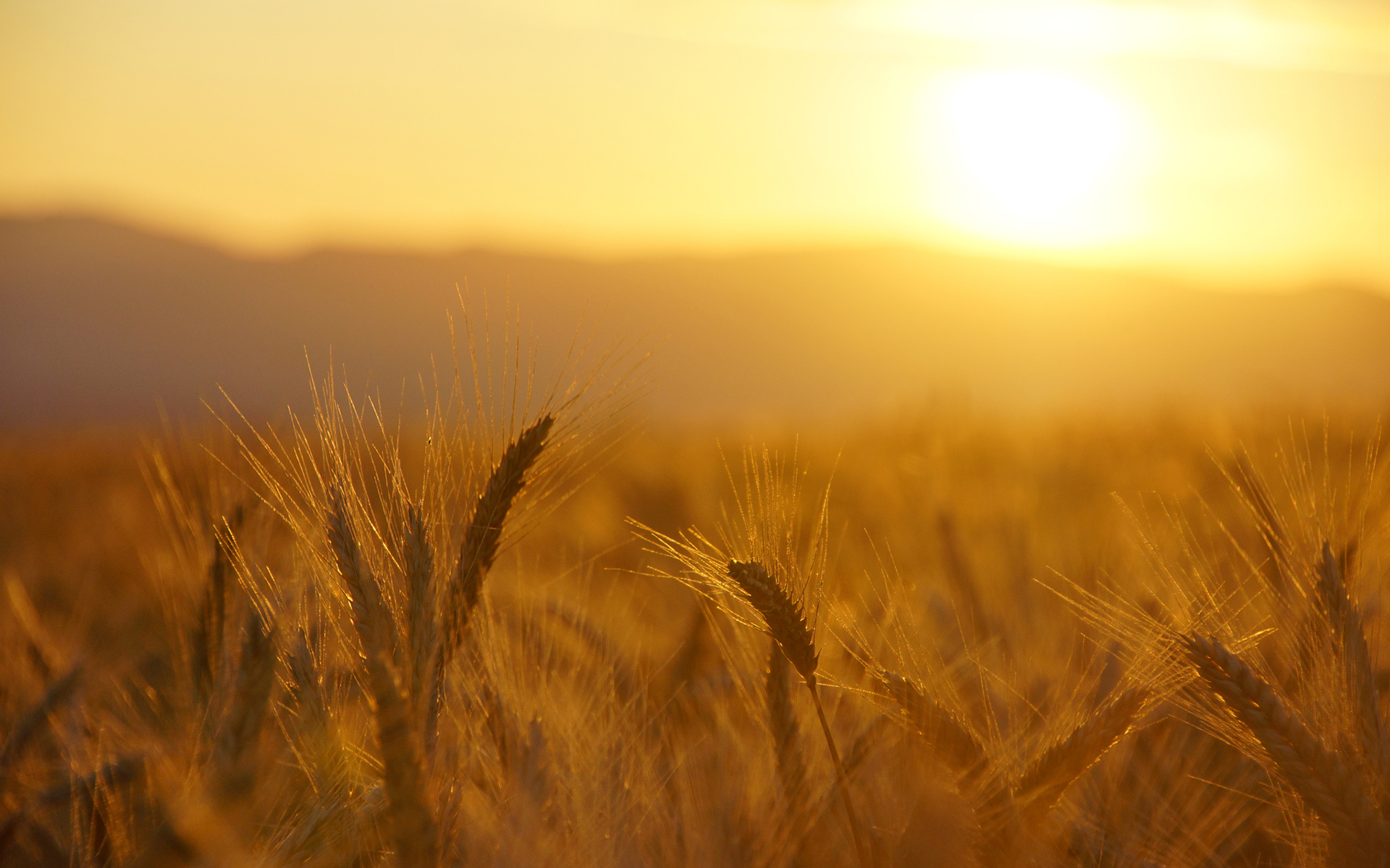 wheat, Macro, Grass, Field, Sunrise, Sunset, Warm Wallpaper