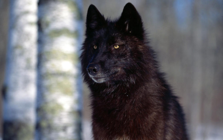 animals, Wolves HD Wallpaper Desktop Background