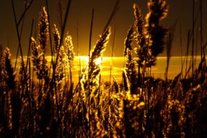 sunset, Landscapes, Nature, Fields, Wheat
