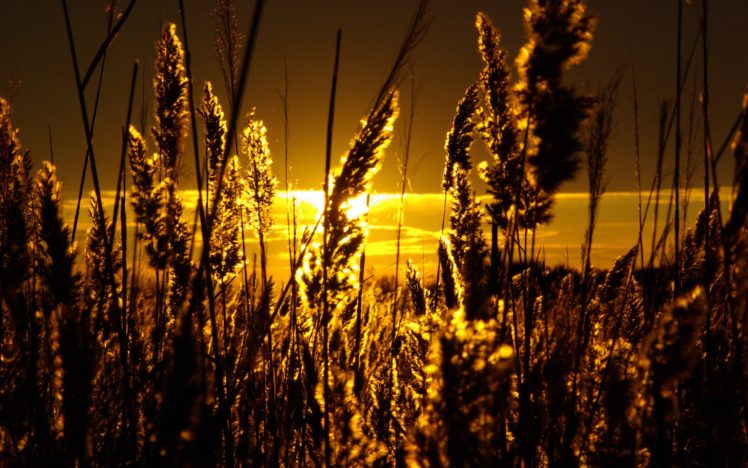 sunset, Landscapes, Nature, Fields, Wheat HD Wallpaper Desktop Background
