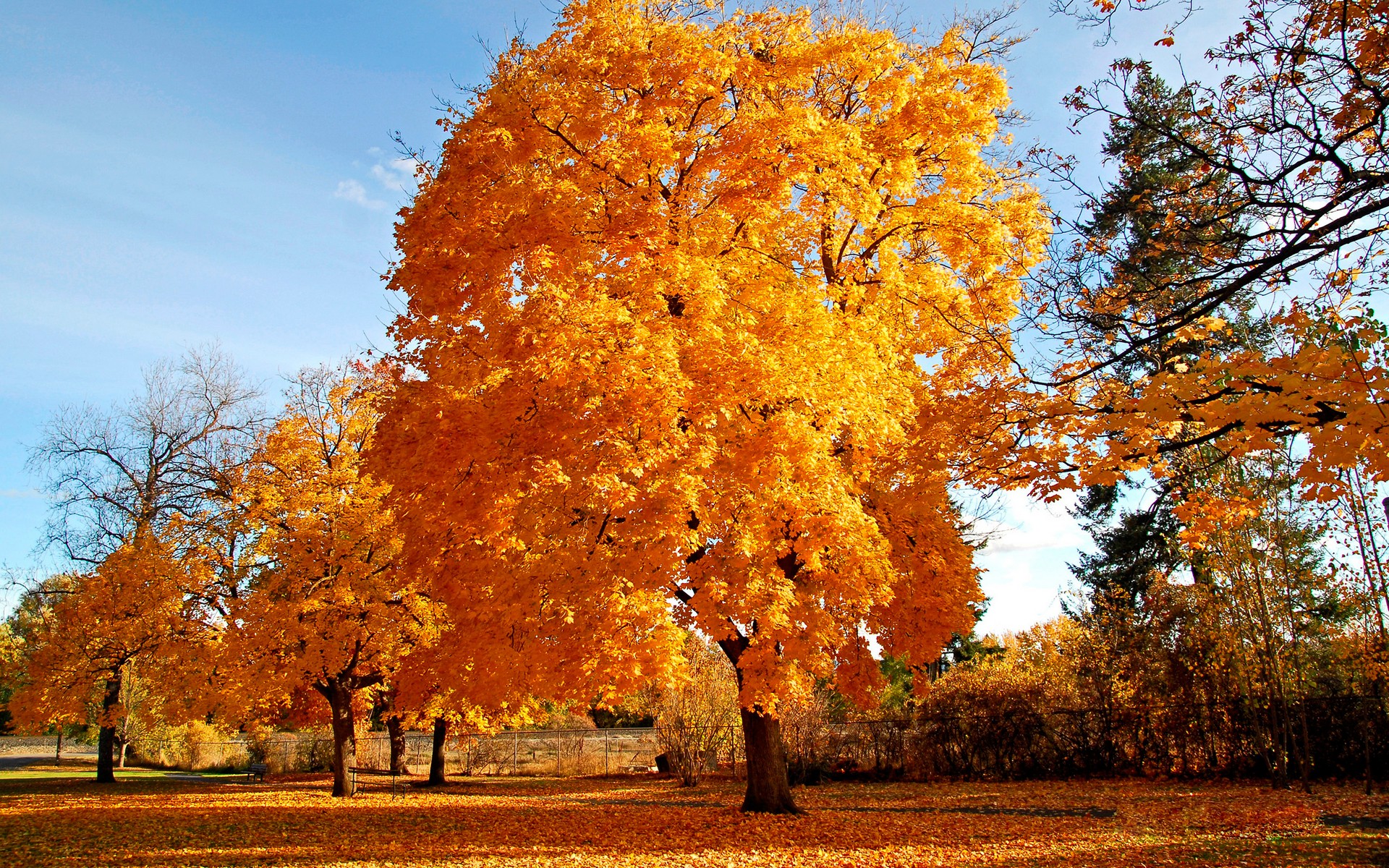 nature, Autumn, Yellow Wallpaper