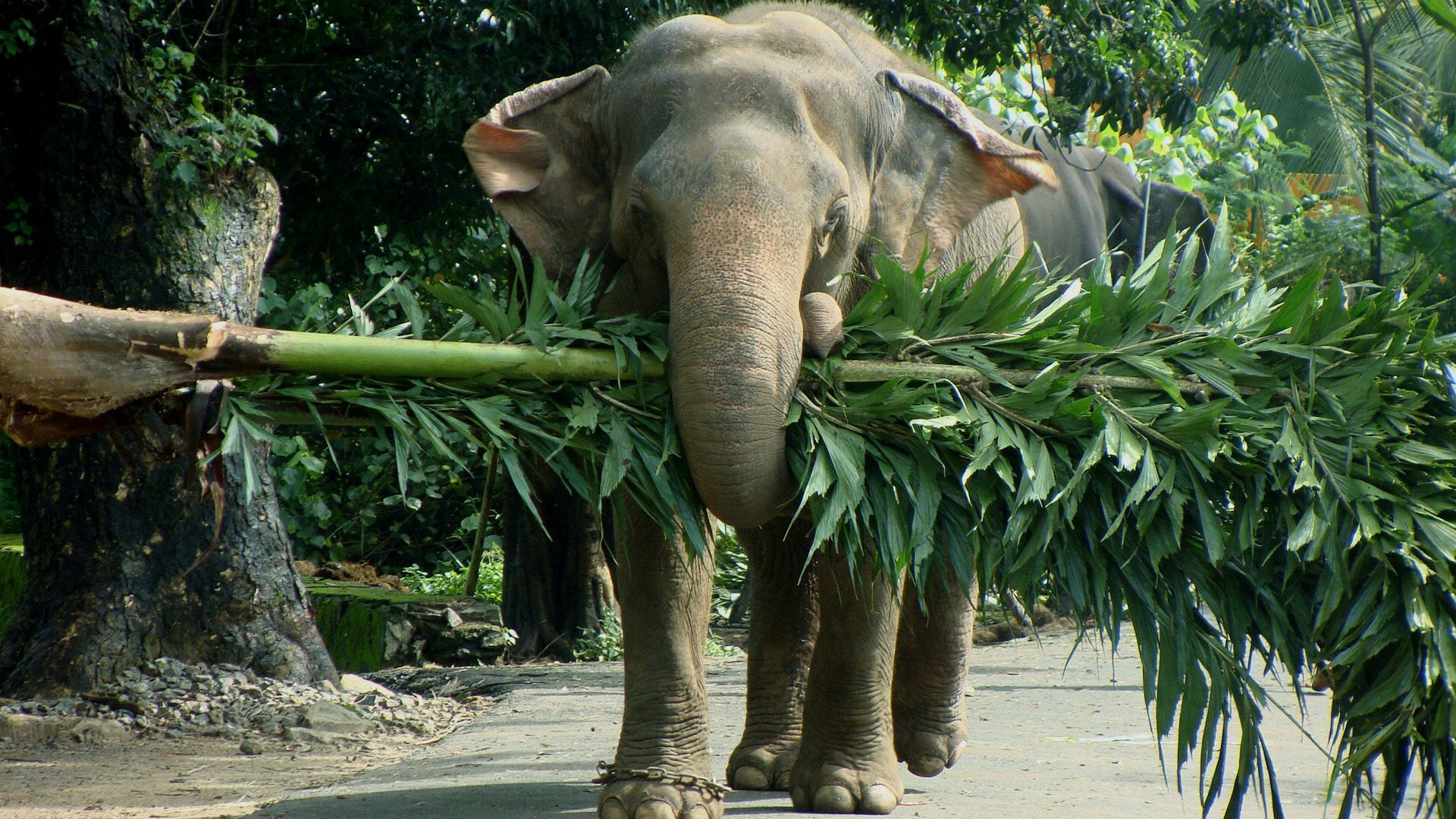elephant Wallpaper