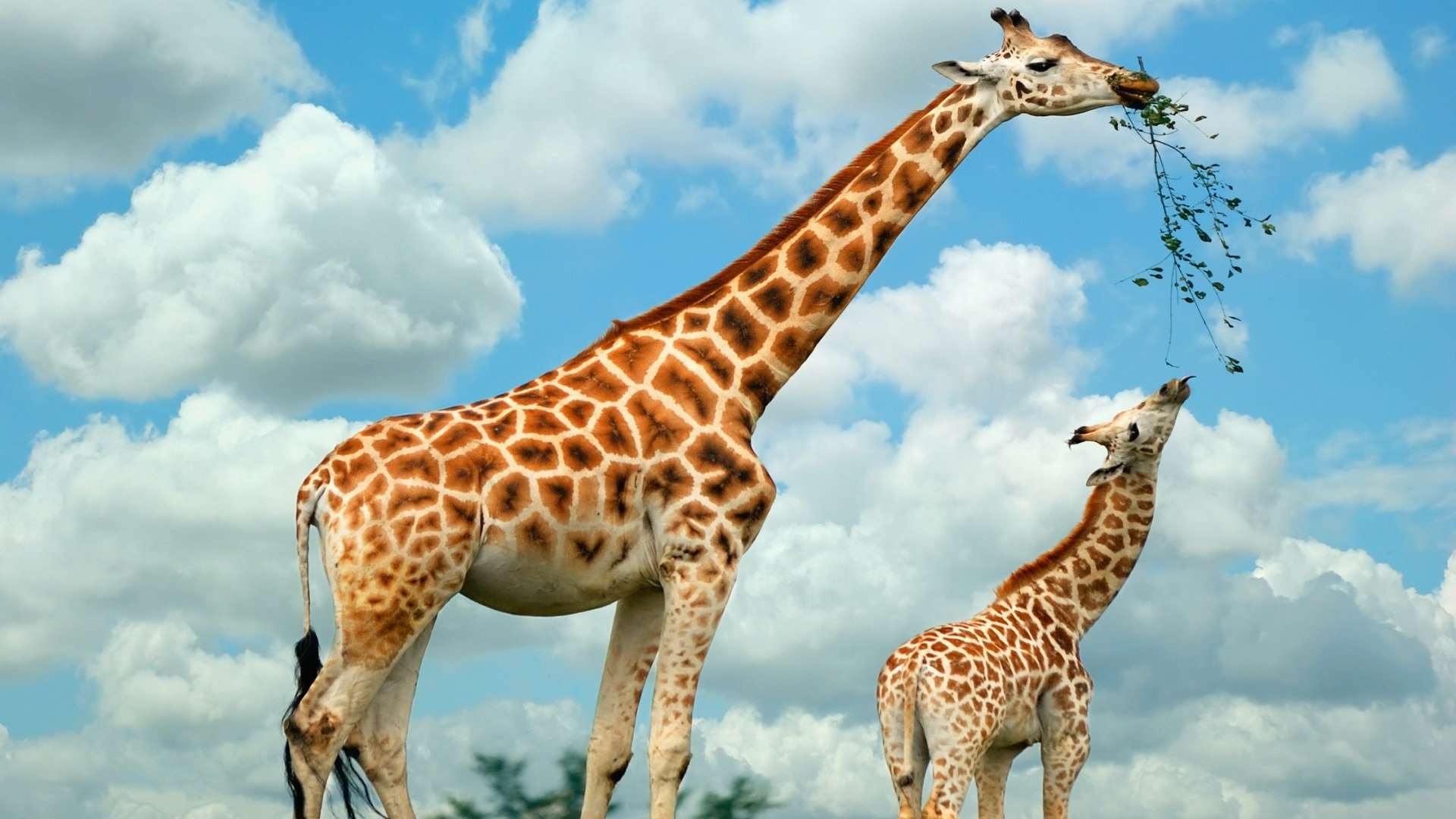 giraffes Wallpaper