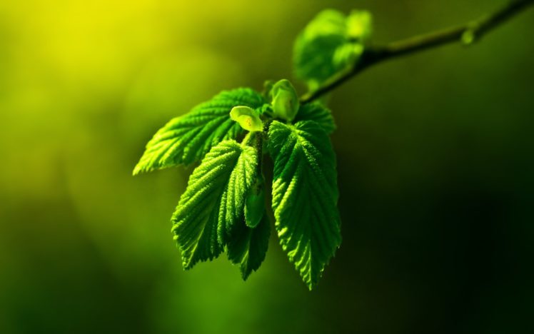 green, Nature, Leaves, Macro, Depth, Of, Field HD Wallpaper Desktop Background