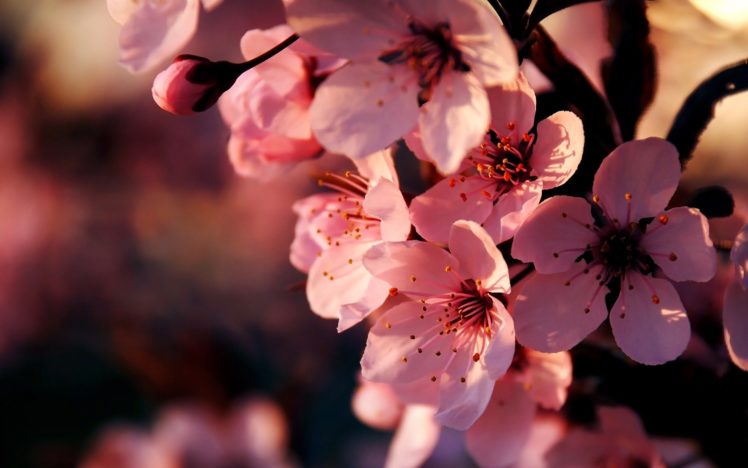 flowers, Pink, Depth, Of, Field HD Wallpaper Desktop Background