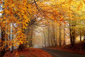 trees, Autumn, Yellow, Roads