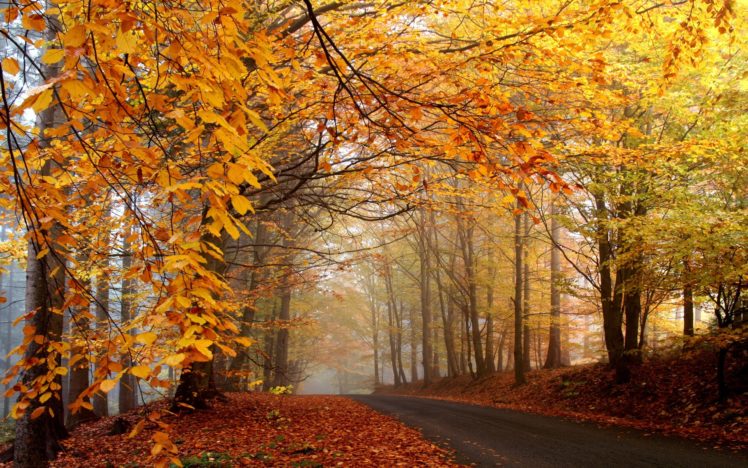 trees, Autumn, Yellow, Roads HD Wallpaper Desktop Background