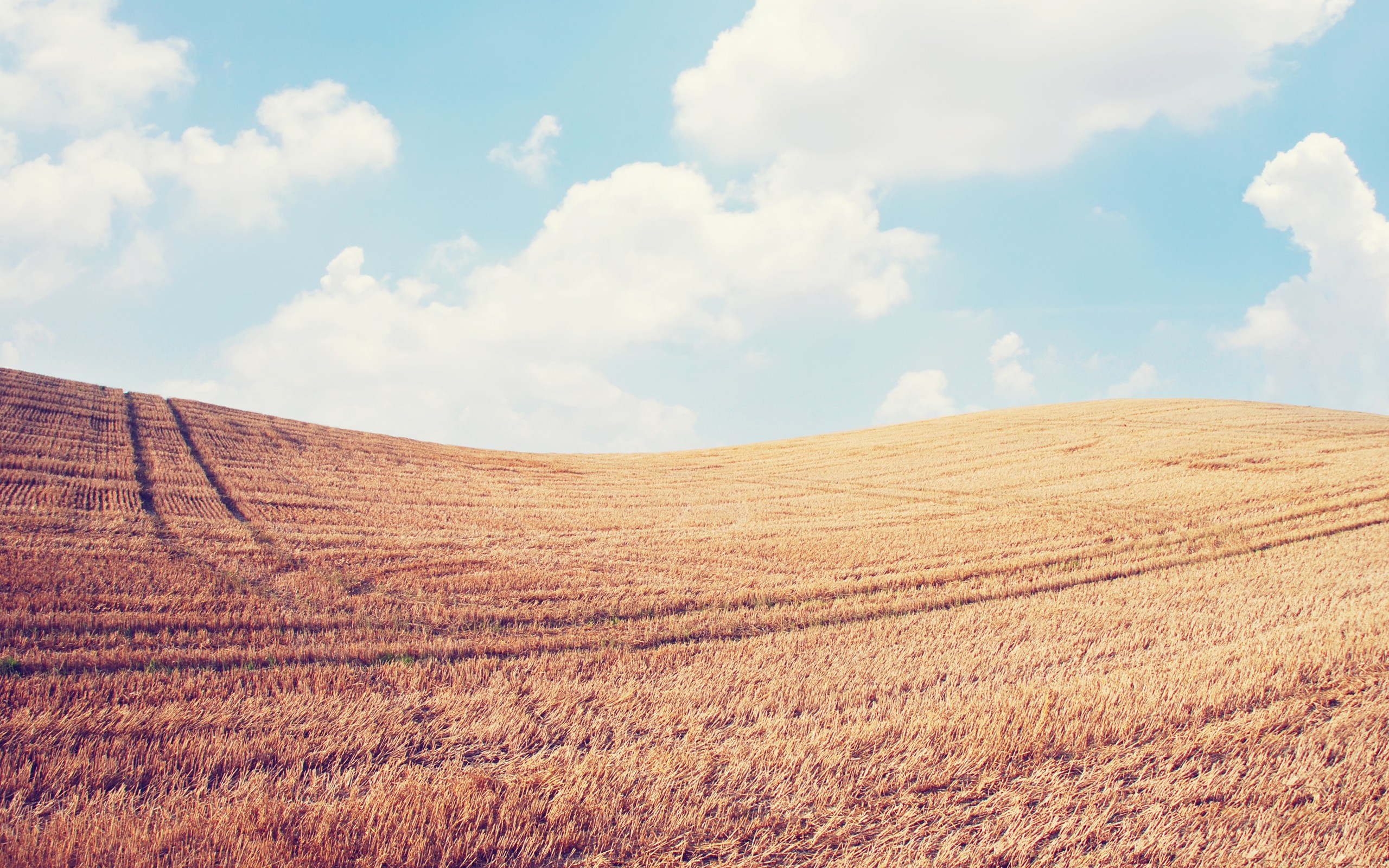 clouds, Landscapes, Nature, Fields, Wheat, Sky doll, Skyscapes Wallpaper