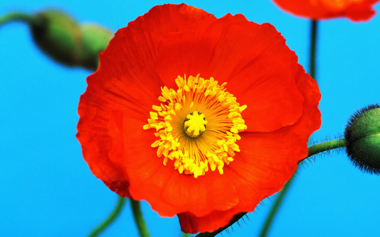 nature, Flowers, Macro, Poppy, Icelandic, Poppies HD Wallpaper Desktop Background
