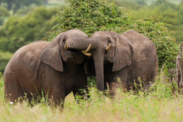 elephants, Animals, Elephant HD Wallpaper Desktop Background
