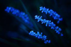 plants, Blue, Flowers