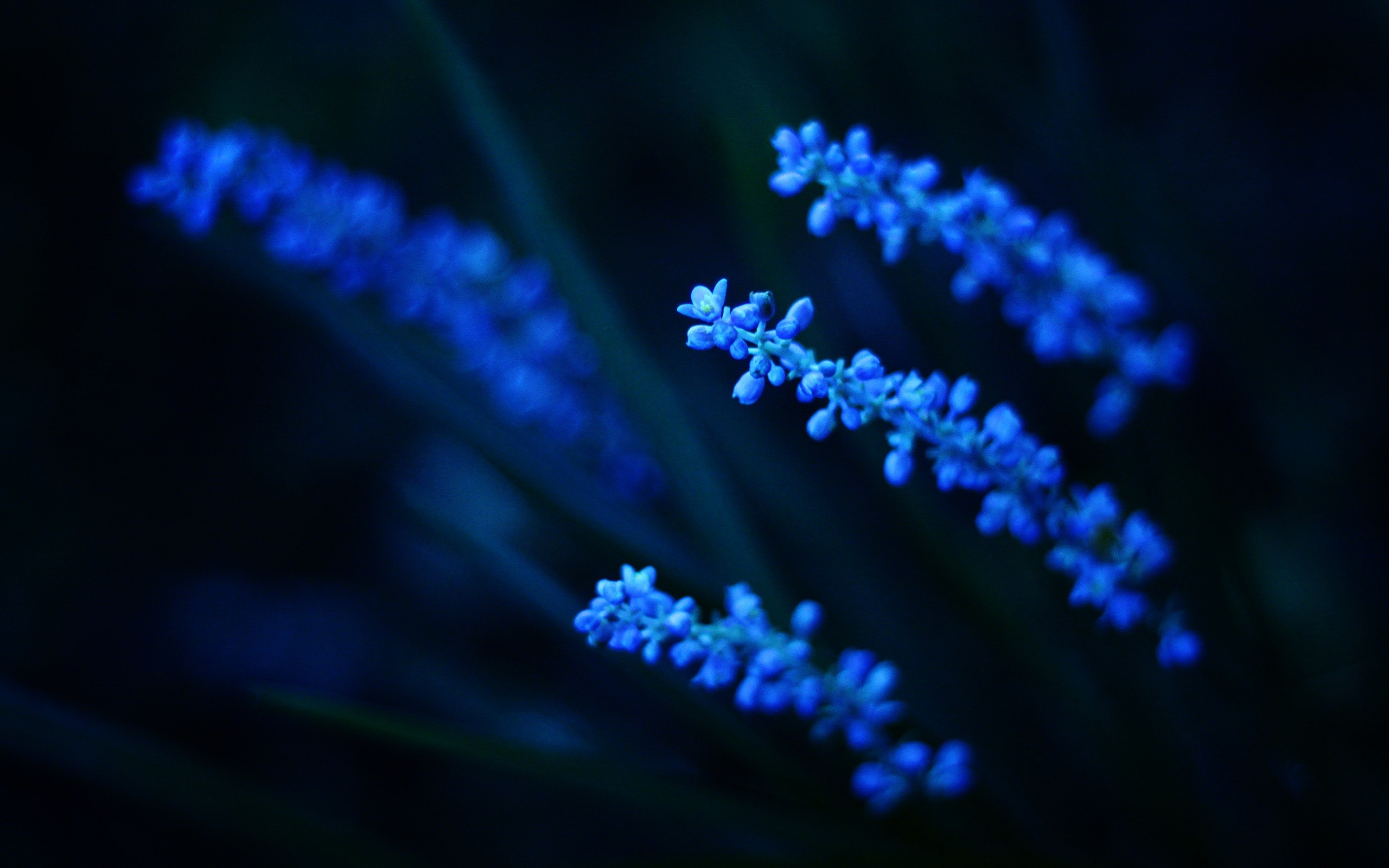 plants, Blue, Flowers Wallpaper