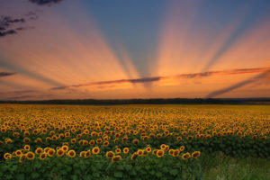 landscape, Sunset, Sunflowers, Sky, Rays