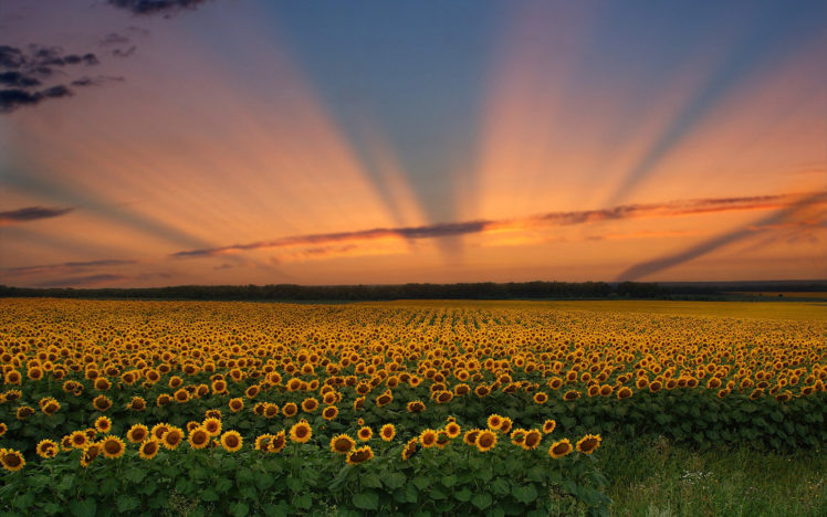landscape, Sunset, Sunflowers, Sky, Rays HD Wallpaper Desktop Background