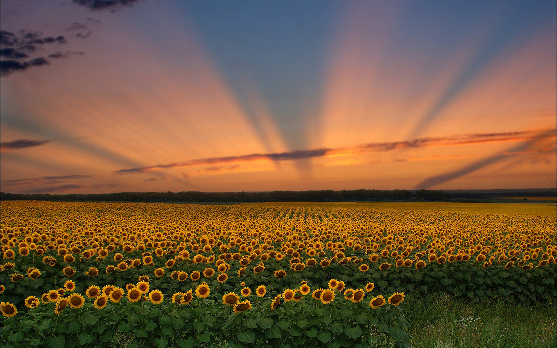 landscape, Sunset, Sunflowers, Sky, Rays Wallpaper
