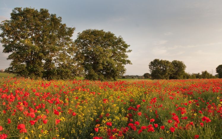 yorkshire, England, Flowers, Poppies, Wild, Cress, Trees, Meadow HD Wallpaper Desktop Background